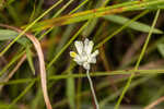 Southern bluethread